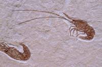 Crevettes fossiles (Carpopenacus callirostris)